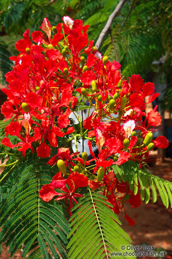 Flamboyant tree near Lençóis