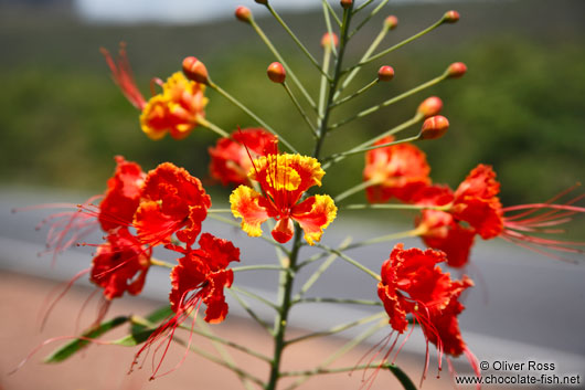 Flower of a flamboyant tree near Lençóis