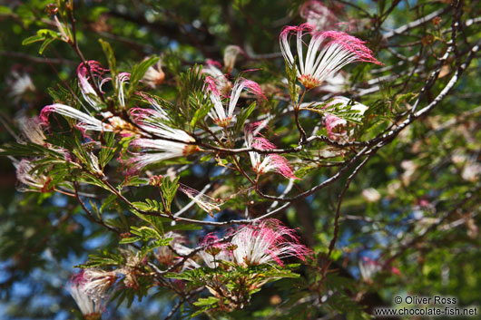 Flowering tree near Lençóis