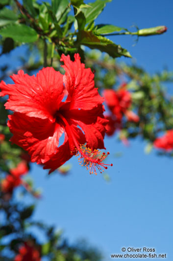 Hibiscus flower near Lençóis