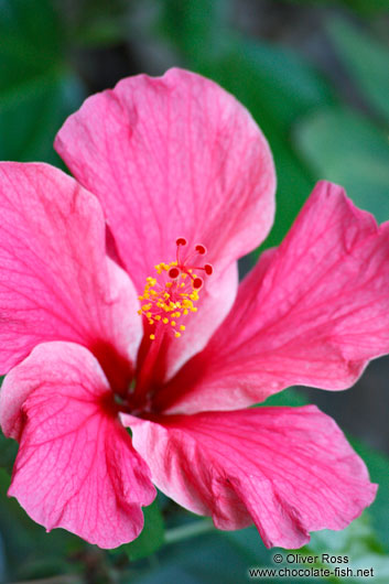 Pink hibiscus flower near Lençóis