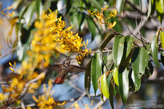 A humming bird near Lençóis