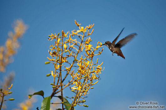 A humming bird near Lençóis