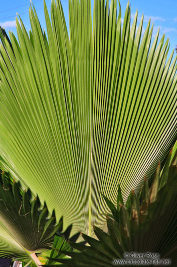 Giant palm leaf in Lençóis