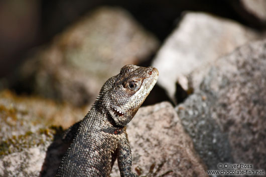 Lizard near Lençóis