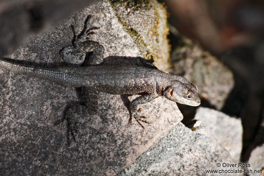 Lizard near Lençóis