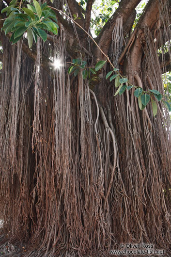 Lençóis tree 