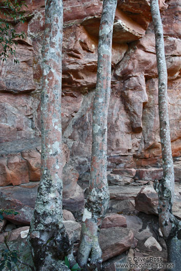 Camouflaged trees near Lençóis