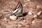 Travel photography:Butterfly near Lençóis, Brazil