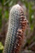 Travel photography:Lençóis cactus , Brazil