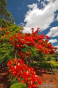 Travel photography:Flamboyant tree near Lençóis, Brazil