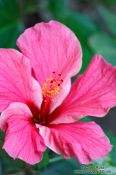 Travel photography:Pink hibiscus flower near Lençóis, Brazil