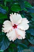 Travel photography:White hibiscus near Lençóis, Brazil