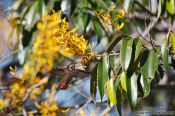 Travel photography:A humming bird near Lençóis, Brazil