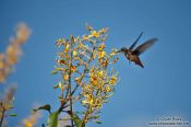 Travel photography:A humming bird near Lençóis, Brazil