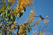 Travel photography:A humming bird near Lençóis, Brazil