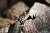 Travel photography:Lizard near Lençóis, Brazil