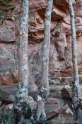 Travel photography:Camouflaged trees near Lençóis, Brazil