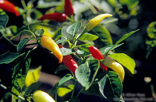 Chilli tree, Ouro Preto