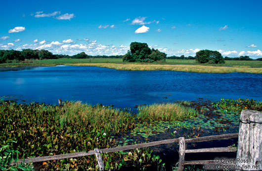 Pantanal landscape