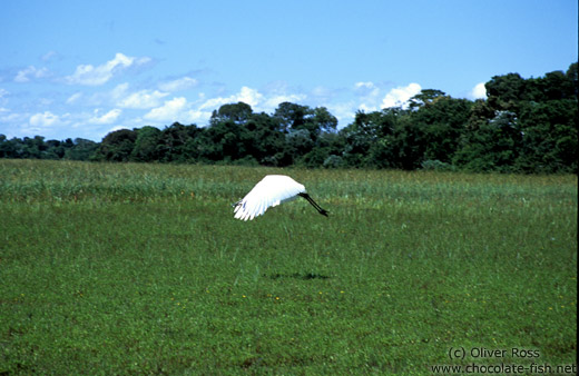 A Tuiuiu in flight