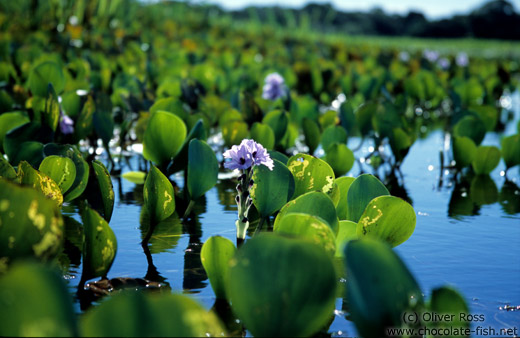 Water plants in the Pantanal