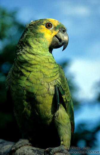 Parakeet