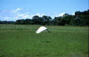 Travel photography:A Tuiuiu in flight, Brazil