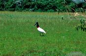 Travel photography:A Tuiuiu, Brazil