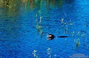 Travel photography:A jacaré-do-Pantanal or spectacled caiman (Caiman crocodilus), Brazil