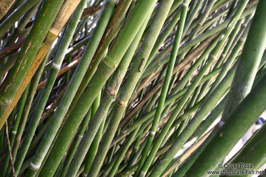 Bamboo in the Botanical Garden in Rio