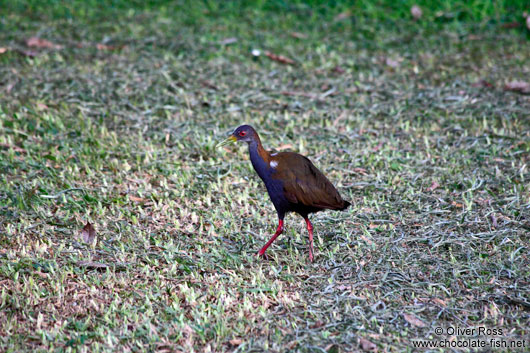 Bird in Rio´s Botanical Garden