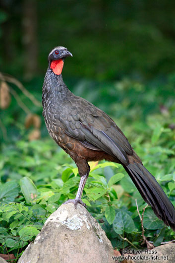 Bird in Rio´s Botanical Garden