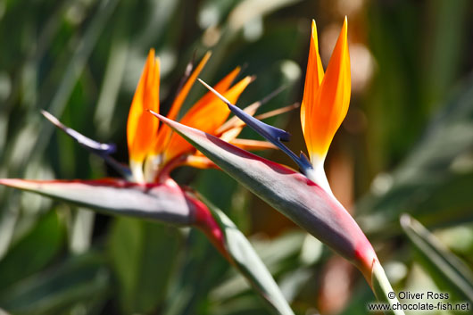 Birds of paradise in the Botanical Garden in Rio