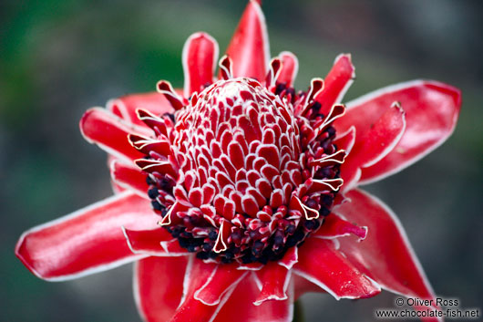 Bromelia flower in Rio´s Botanical Garden