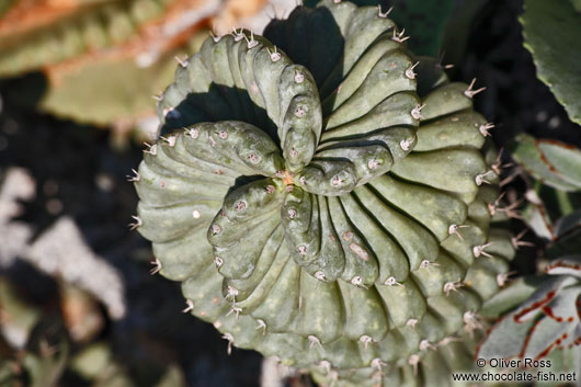 Spiralling cactus in Rio´s Botanical Garden