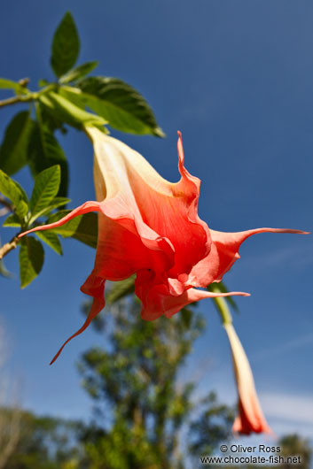 Flower in the Botanical Garden in Rio