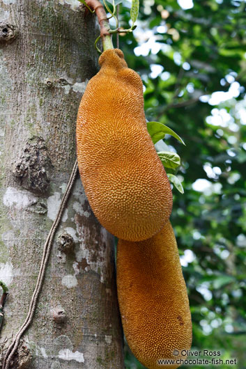 A jackfruit or jaca (Artocarpus heterophyllus) in the Botanical Garden in Rio