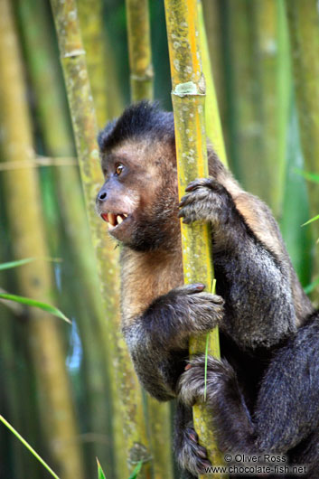 A tufted capuchin monkey or macaco-prego (Cebus apella) climbing through some bamboo in Rio´s Botanical Garden