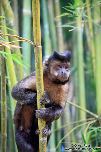 A tufted capuchin monkey or macaco-prego (Cebus apella) climbing through some bamboo in Rio´s Botanical Garden