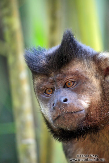 A tufted capuchin monkey or macaco-prego (Cebus apella) sitting in bamboo in Rio´s Botanical Garden