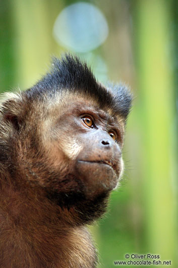 A tufted capuchin monkey or macaco-prego (Cebus apella) sitting in bamboo in Rio´s Botanical Garden