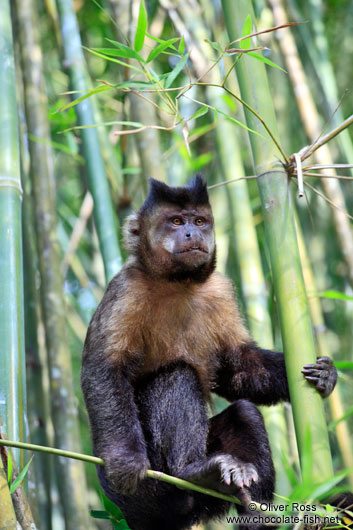 A tufted capuchin monkey or macaco-prego (Cebus apella) sitting in bamboo in Rio´s Botanical Garden