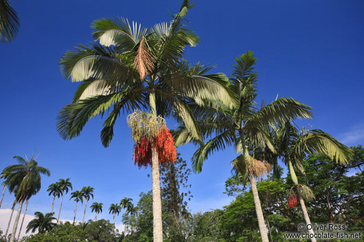 Royal palms (Roystonea) within Rio´s Botanical Garden