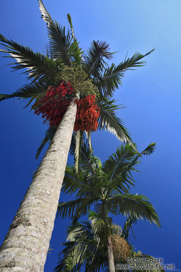 Royal palms (Roystonea) within Rio´s Botanical Garden