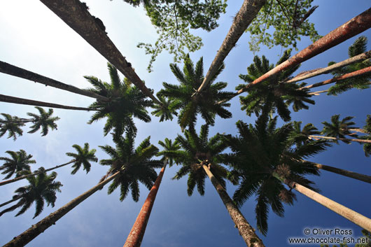 Tall Royal palms (Roystonea) within Rio´s Botanical Garden