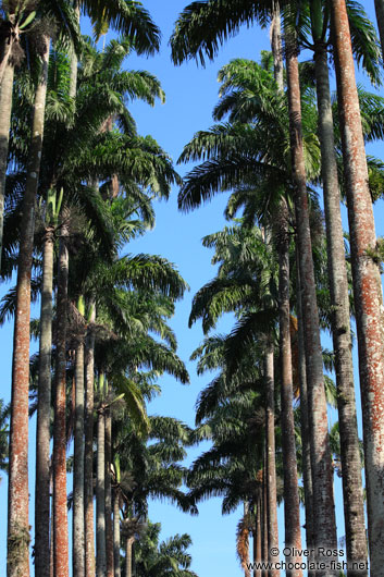 Royal palms (Roystonea) within Rio´s Botanical Garden