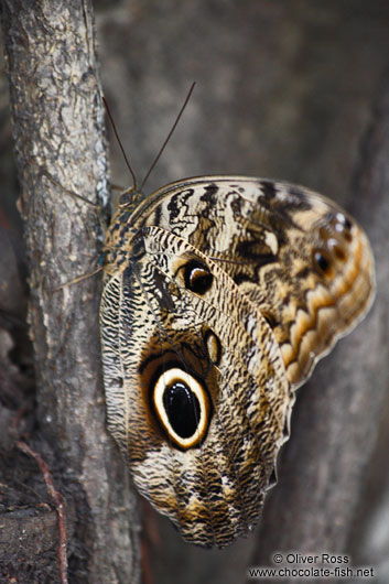 Big blue butterfly in a park in Rio