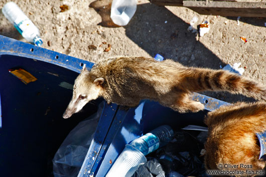 Quati (coati) animal scavenging through rubbish on top of the Corcovado in Rio de Janeiro