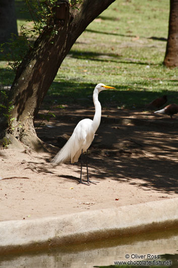 A great egret in a park in Rio de Janeiro